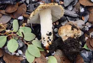  ( - HAY-F-002803)  @11 [ ] by-nc (2023) Damon Tighe Fungal Diversity Survey