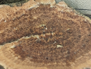  ( - HAY-F-002131)  @11 [ ] by-nc (2023) Stu Pickell Fungal Diversity Survey