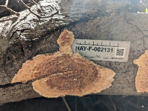  ( - HAY-F-002131)  @11 [ ] by-nc (2023) Stu Pickell Fungal Diversity Survey
