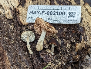  ( - HAY-F-002100)  @11 [ ] by-nc (2023) Stu Pickell Fungal Diversity Survey