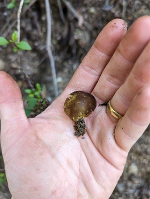  ( - HAY-F-002100)  @11 [ ] by-nc (2023) Stu Pickell Fungal Diversity Survey