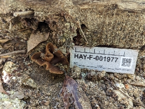  ( - HAY-F-001977)  @11 [ ] by-nc (2023) Stu Pickell Fungal Diversity Survey
