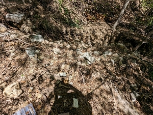  ( - HAY-F-001977)  @11 [ ] by-nc (2023) Stu Pickell Fungal Diversity Survey