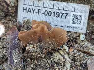  ( - HAY-F-001977)  @11 [ ] by-nc (2023) Stu Pickell Fungal Diversity Survey
