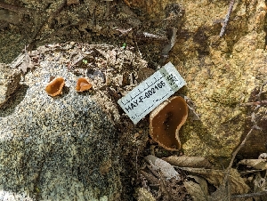  ( - HAY-F-002166)  @11 [ ] by-nc (2023) Stu Pickell Fungal Diversity Survey