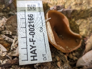  ( - HAY-F-002166)  @11 [ ] by-nc (2023) Stu Pickell Fungal Diversity Survey