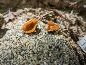  ( - HAY-F-002166)  @11 [ ] by-nc (2023) Stu Pickell Fungal Diversity Survey