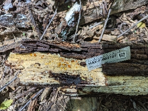  (Phaeophlebiopsis - HAY-F-002107)  @11 [ ] by-nc (2023) Stu Pickell Fungal Diversity Survey