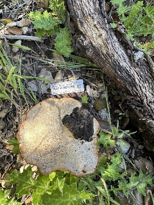  ( - HAY-F-001296)  @11 [ ] by-nc (2023) Aaron Tupac Fungal Diversity Survey