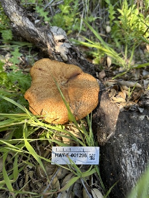  ( - HAY-F-001296)  @11 [ ] by-nc (2023) Aaron Tupac Fungal Diversity Survey