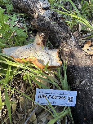  ( - HAY-F-001296)  @11 [ ] by-nc (2023) Aaron Tupac Fungal Diversity Survey