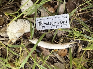  ( - HAY-F-001294)  @11 [ ] by-nc (2023) Aaron Tupac Fungal Diversity Survey