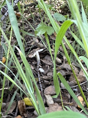  ( - HAY-F-001294)  @11 [ ] by-nc (2023) Aaron Tupac Fungal Diversity Survey