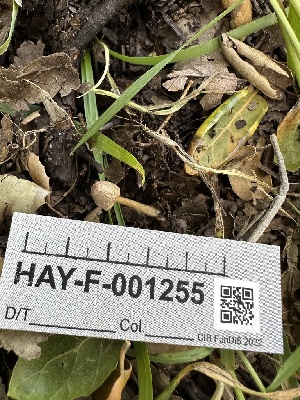  ( - HAY-F-001255)  @11 [ ] by-nc (2023) Aaron Tupac Fungal Diversity Survey