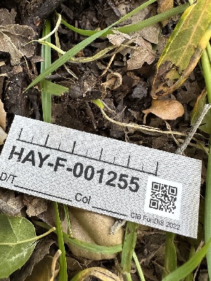  ( - HAY-F-001255)  @11 [ ] by-nc (2023) Aaron Tupac Fungal Diversity Survey