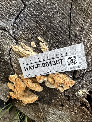  ( - HAY-F-001367)  @11 [ ] by-nc (2023) Aaron Tupac Fungal Diversity Survey