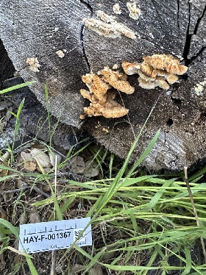  ( - HAY-F-001367)  @11 [ ] by-nc (2023) Aaron Tupac Fungal Diversity Survey