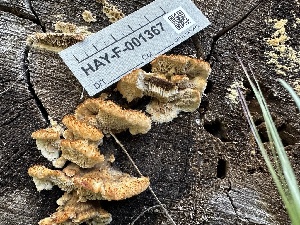  ( - HAY-F-001367)  @11 [ ] by-nc (2023) Aaron Tupac Fungal Diversity Survey