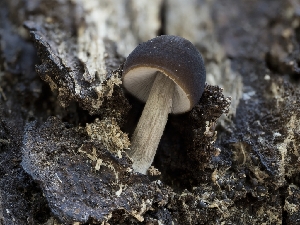  ( - HAY-F-002100)  @11 [ ] by-nc (2023) Stu Pickell Fungal Diversity Survey