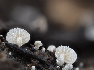  ( - HAY-F-002084)  @11 [ ] by-nc (2023) Stu Pickell Fungal Diversity Survey