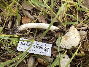  ( - HAY-F-001294)  @11 [ ] by-nc (2023) Aaron Tupac Fungal Diversity Survey