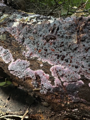  ( - HAY-F-002612)  @11 [ ] c (2023) Rudy Diaz Fungal Diversity Survey