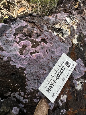  ( - HAY-F-002612)  @11 [ ] c (2023) Rudy Diaz Fungal Diversity Survey