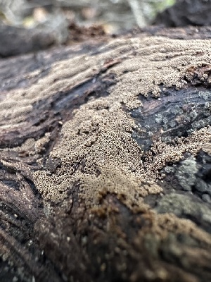  (Merismodes sp. CA01 - HAY-F-002611)  @11 [ ] c (2023) Rudy Diaz Fungal Diversity Survey