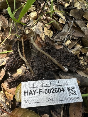  ( - HAY-F-002604)  @11 [ ] c (2023) Rudy Diaz Fungal Diversity Survey