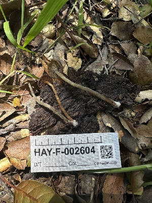  ( - HAY-F-002604)  @11 [ ] c (2023) Rudy Diaz Fungal Diversity Survey