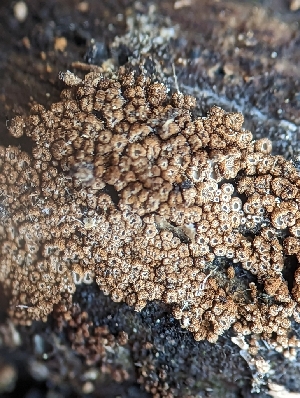  (Merismodes sp. fasciculata-CA01 - HAY-F-002135)  @11 [ ] by-nc (2023) Stu Pickell Fungal Diversity Survey