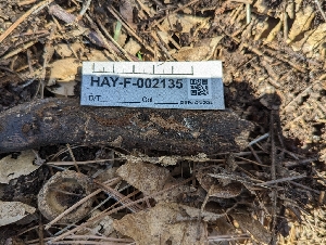  ( - HAY-F-002135)  @11 [ ] by-nc (2023) Stu Pickell Fungal Diversity Survey