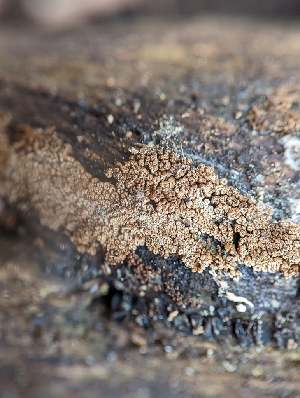  ( - HAY-F-002135)  @11 [ ] by-nc (2023) Stu Pickell Fungal Diversity Survey