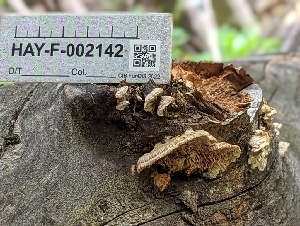  ( - HAY-F-002142)  @11 [ ] by-nc (2023) Stu Pickell Fungal Diversity Survey