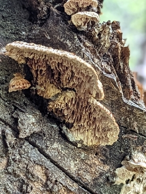  ( - HAY-F-002142)  @11 [ ] by-nc (2023) Stu Pickell Fungal Diversity Survey