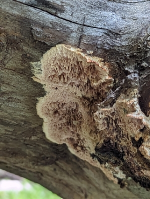 ( - HAY-F-002142)  @11 [ ] by-nc (2023) Stu Pickell Fungal Diversity Survey
