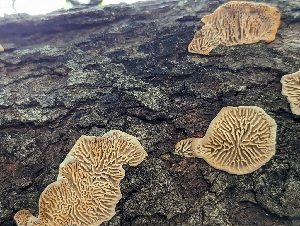  ( - HAY-F-002109)  @11 [ ] by-nc (2023) Stu Pickell Fungal Diversity Survey