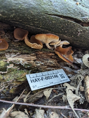  ( - HAY-F-002146)  @11 [ ] by-nc (2023) Stu Pickell Fungal Diversity Survey