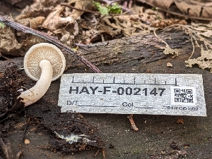 ( - HAY-F-002147)  @11 [ ] by-nc (2023) Stu Pickell Fungal Diversity Survey