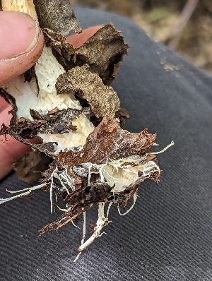  ( - HAY-F-002147)  @11 [ ] by-nc (2023) Stu Pickell Fungal Diversity Survey