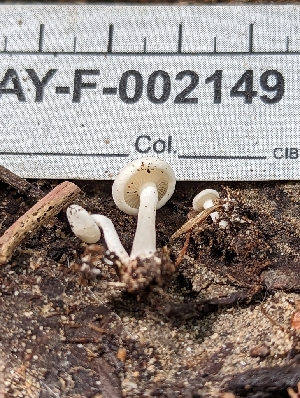  ( - HAY-F-002149)  @11 [ ] by-nc (2023) Stu Pickell Fungal Diversity Survey