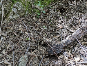  ( - HAY-F-002149)  @11 [ ] by-nc (2023) Stu Pickell Fungal Diversity Survey