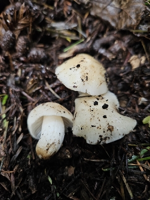  (Cuphophyllus sp. CA08 - HAY-F-000729)  @11 [ ] by (2023) Mandy Hackney Fungal Diversity Survey