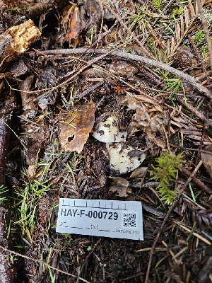  ( - HAY-F-000729)  @11 [ ] by (2023) Mandy Hackney Fungal Diversity Survey