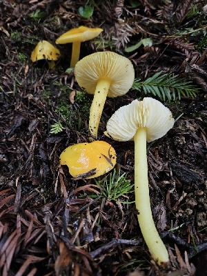  ( - HAY-F-000711)  @11 [ ] by (2023) Mandy Hackney Fungal Diversity Survey