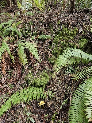  ( - HAY-F-000711)  @11 [ ] by (2023) Mandy Hackney Fungal Diversity Survey