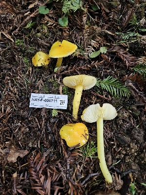  ( - HAY-F-000711)  @11 [ ] by (2023) Mandy Hackney Fungal Diversity Survey