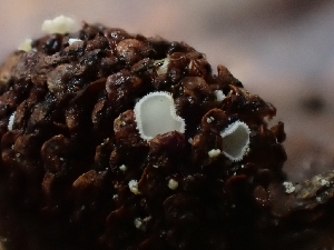  ( - HAY-F-000703)  @11 [ ] by (2023) Mandy Hackney Fungal Diversity Survey
