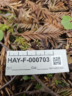  ( - HAY-F-000703)  @11 [ ] by (2023) Mandy Hackney Fungal Diversity Survey