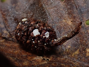  ( - HAY-F-000703)  @11 [ ] by (2023) Mandy Hackney Fungal Diversity Survey